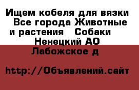 Ищем кобеля для вязки - Все города Животные и растения » Собаки   . Ненецкий АО,Лабожское д.